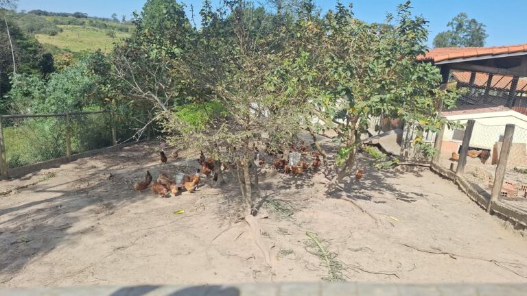 Criação de galinhas na propriedade