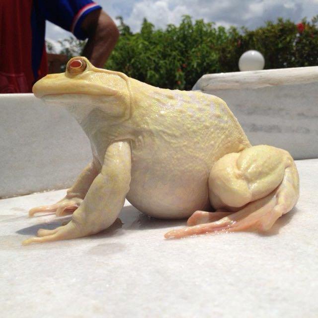 Rã-touro albina criada na Ranamari